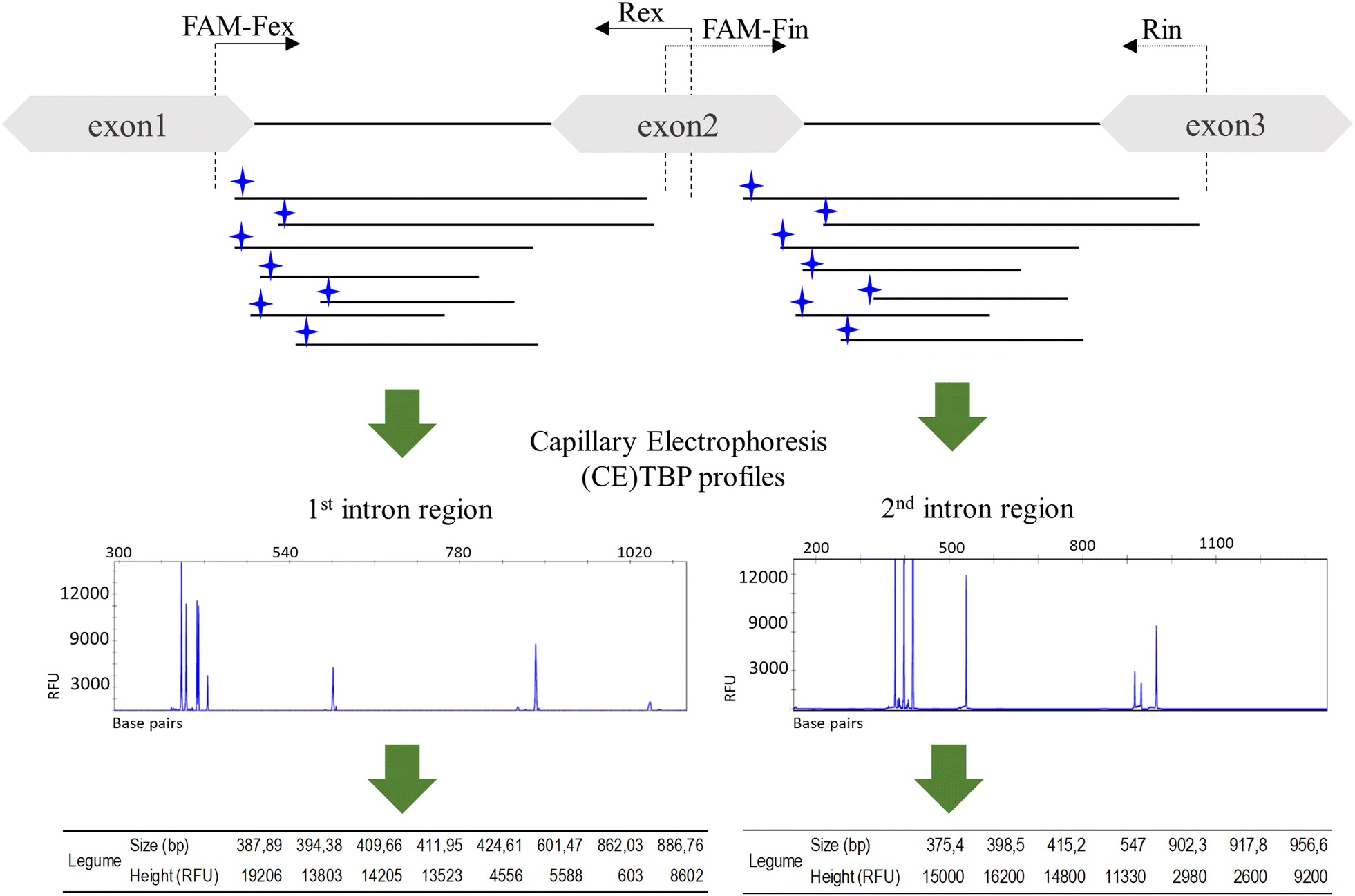 Fig. 1