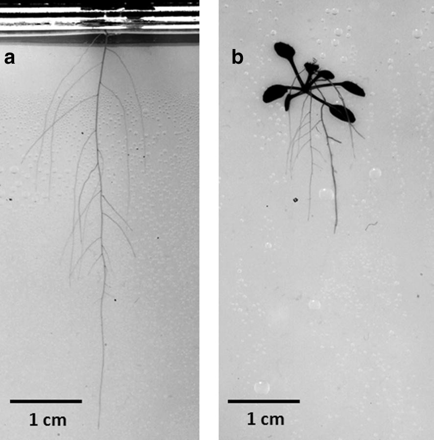 Fig. 4