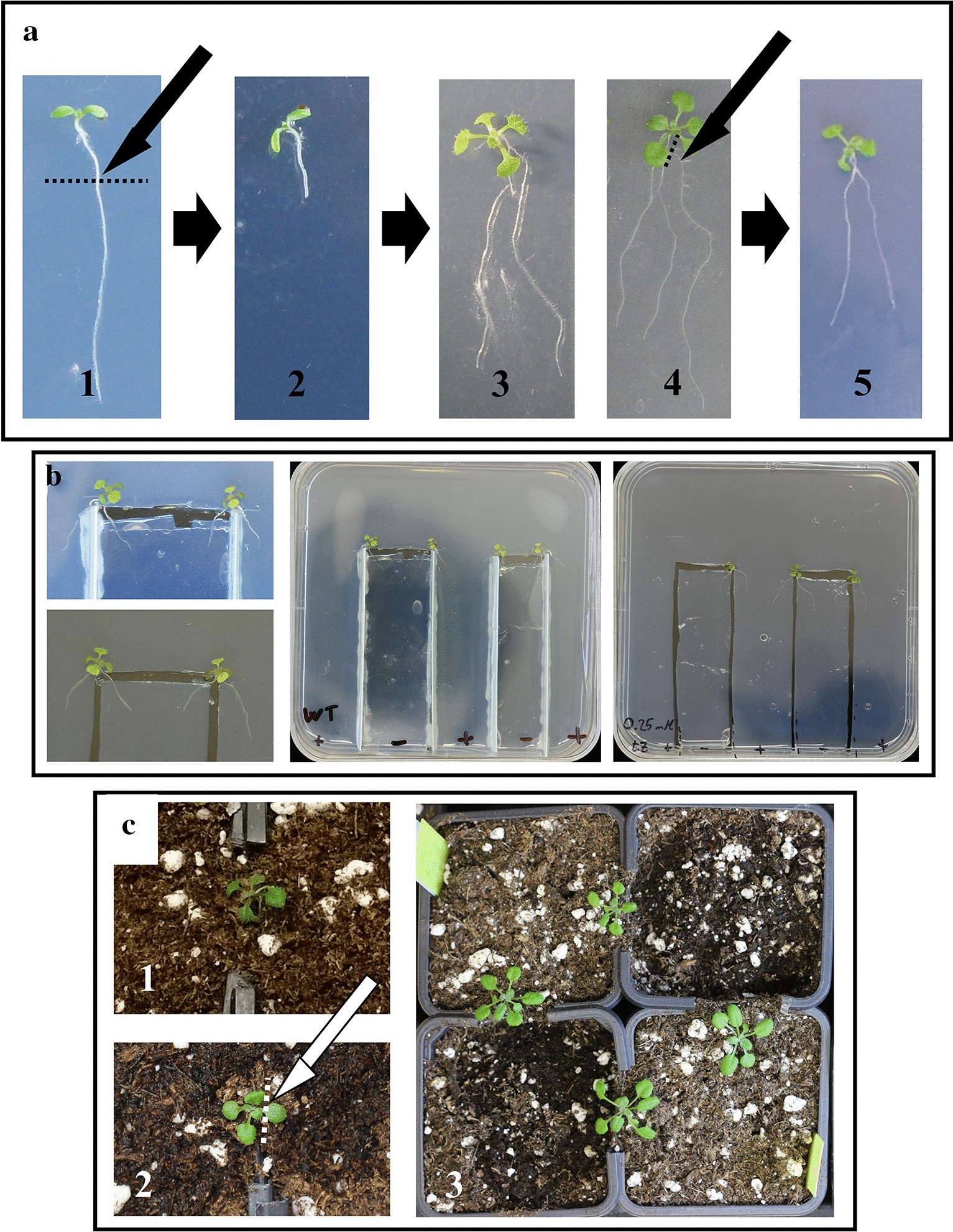 Fig. 7