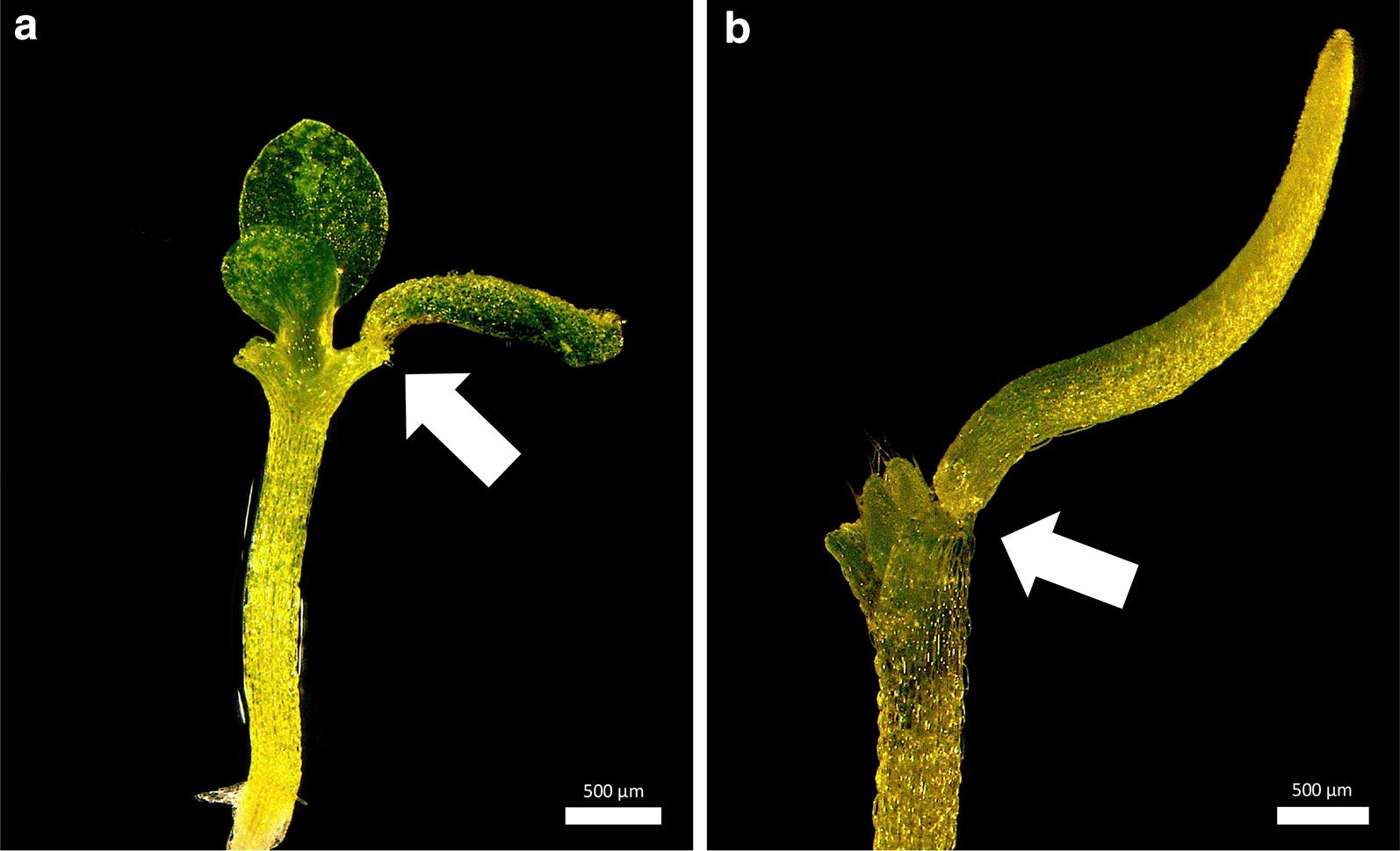 Fig. 5