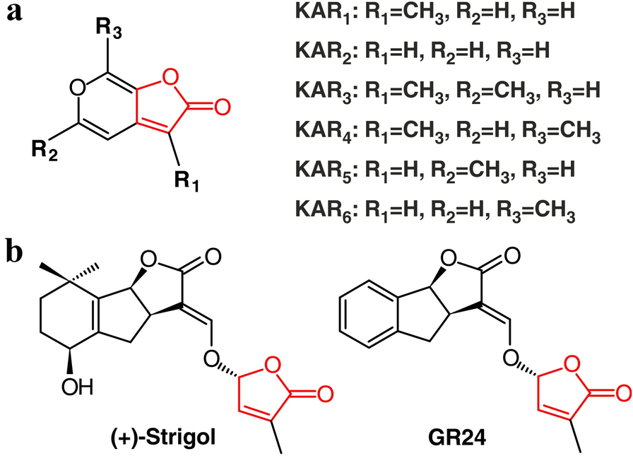 Fig. 1