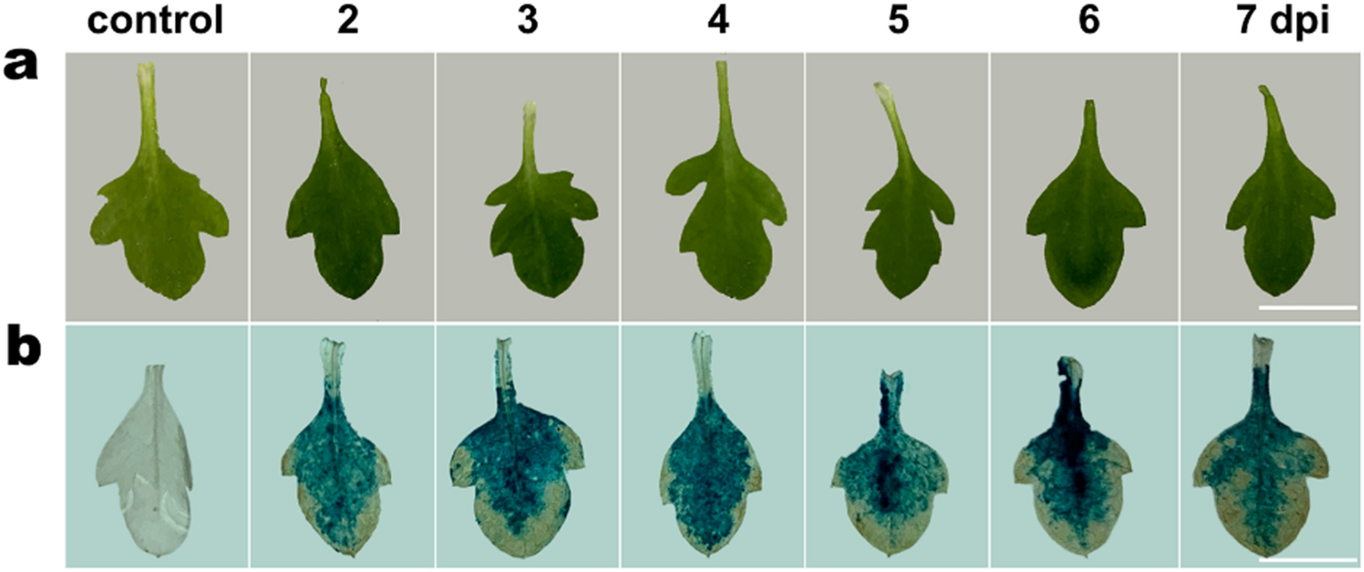 Fig. 4