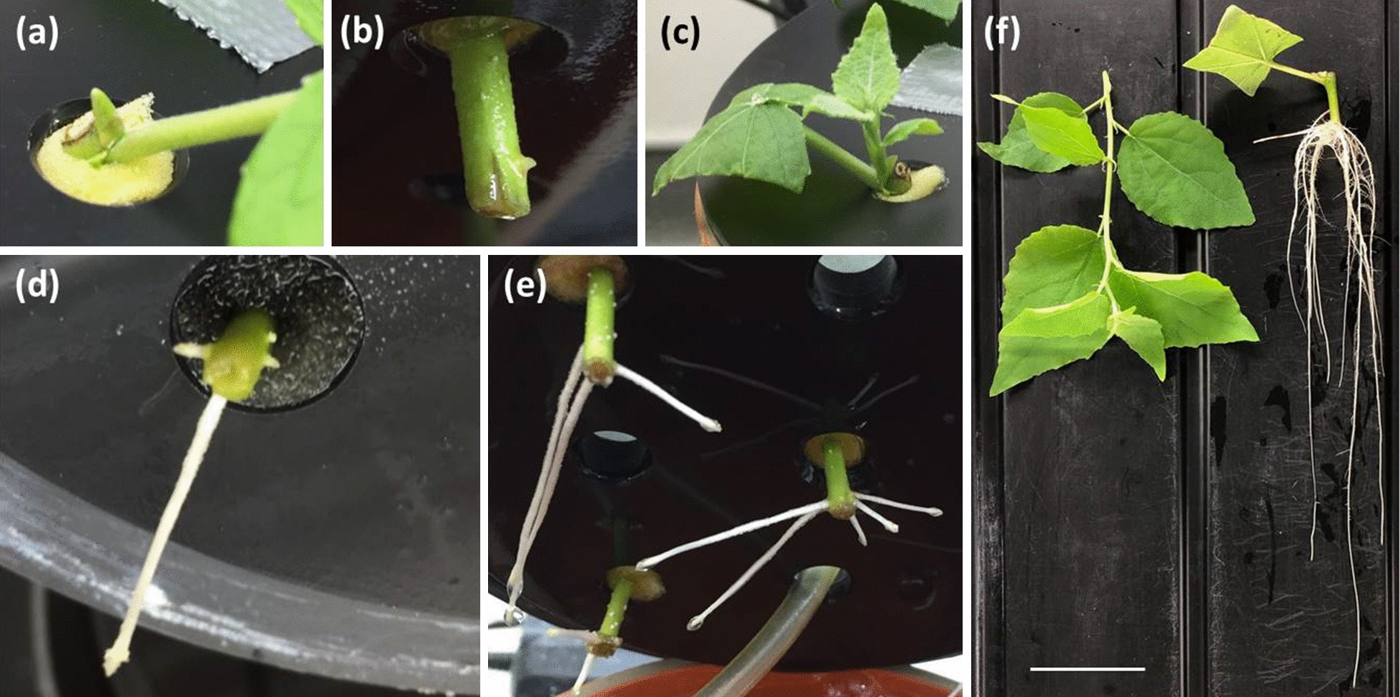 Fig. 2