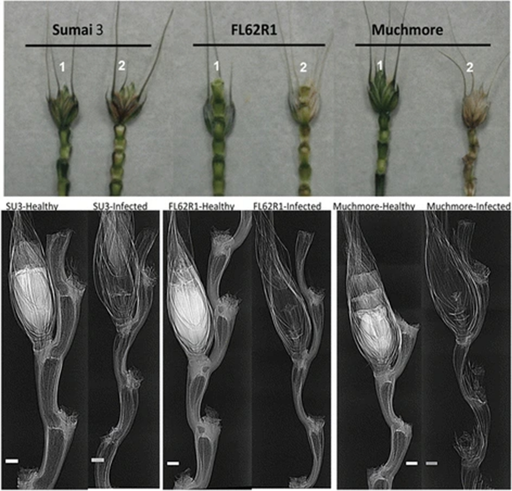 Fig. 9