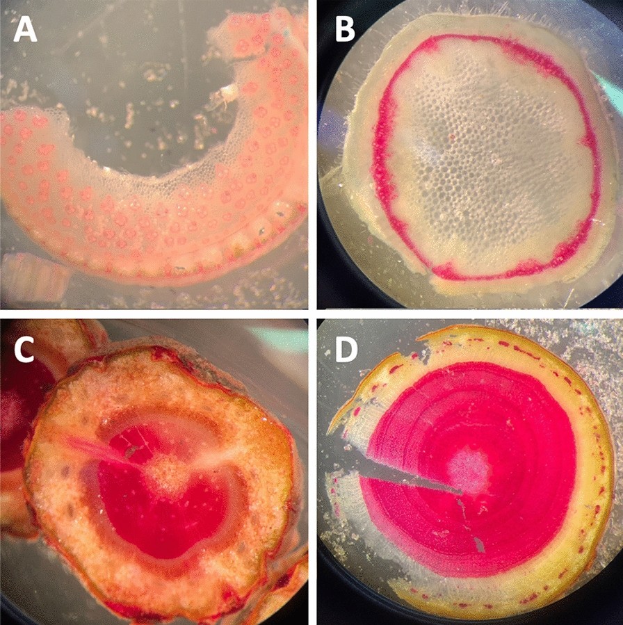 Fig. 5