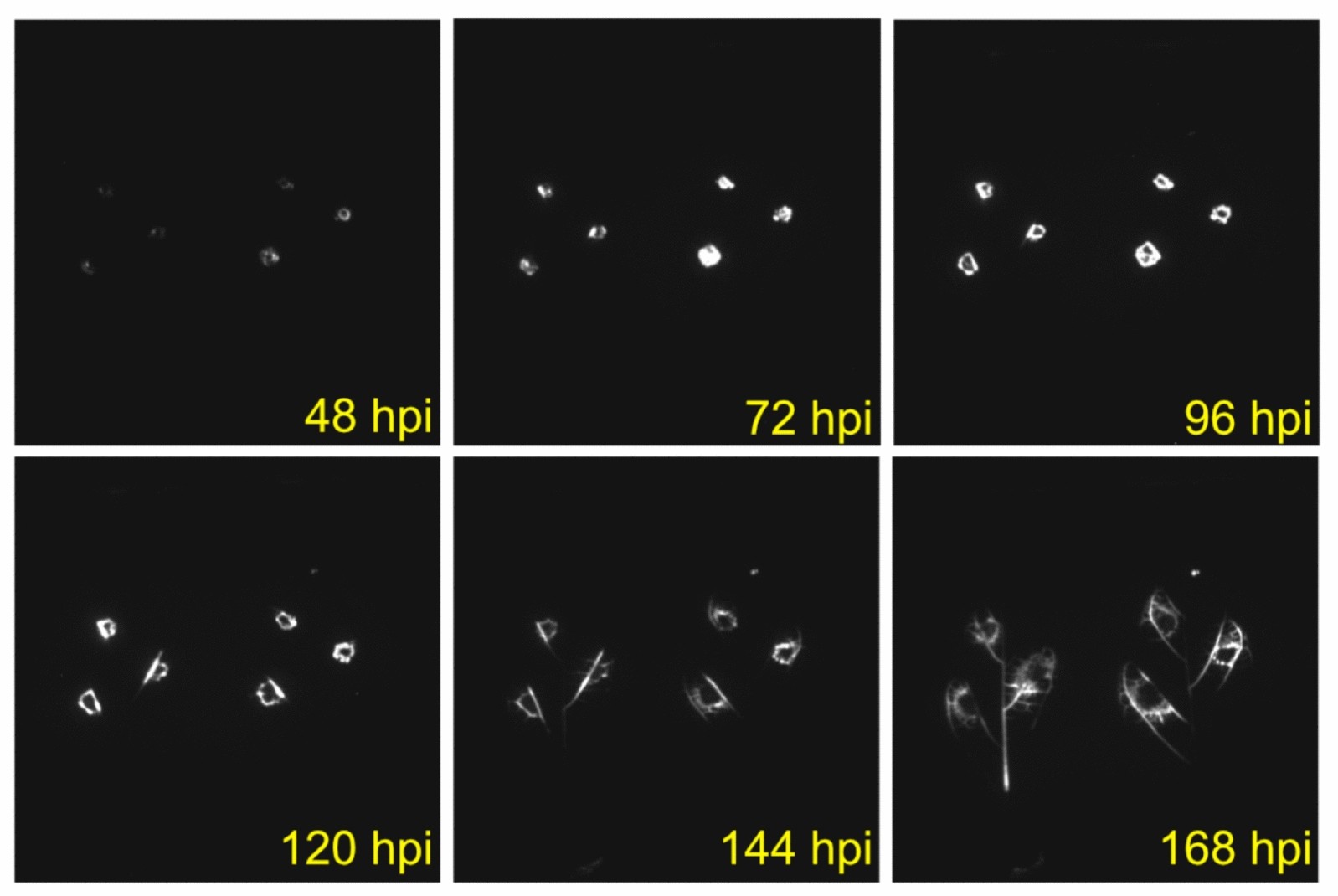 Fig. 6