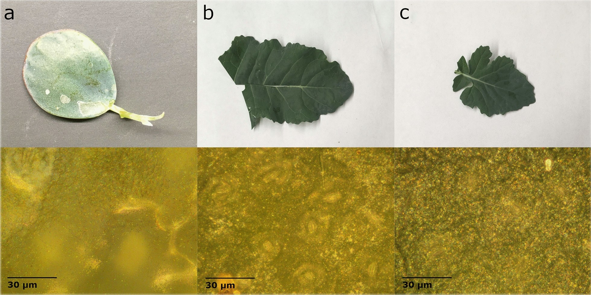 Fig. 8