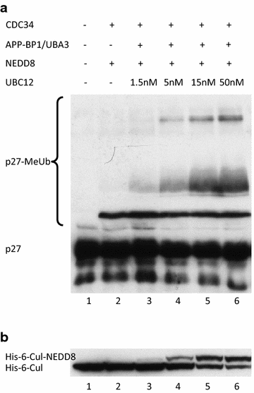 Fig. 6