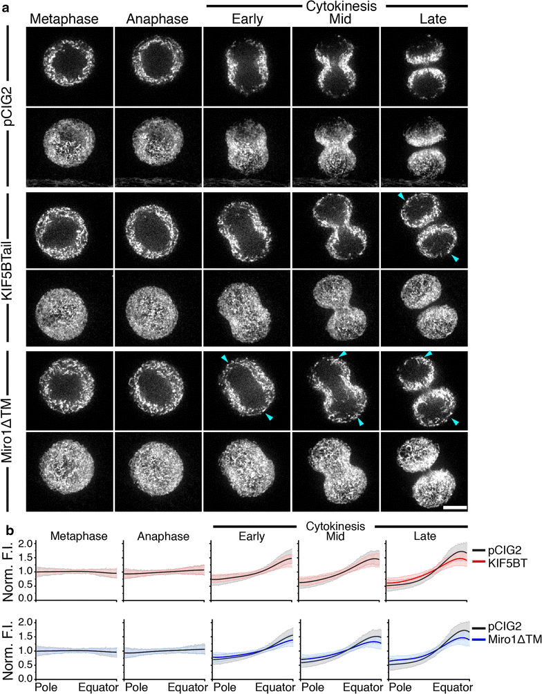 Fig. 3