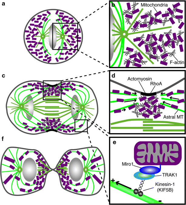 Fig. 6