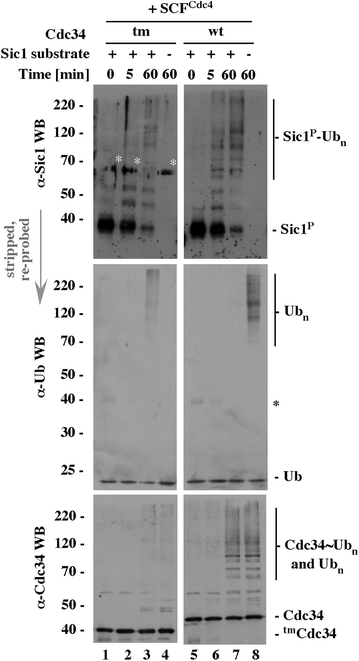 Supplement to Figure 4A