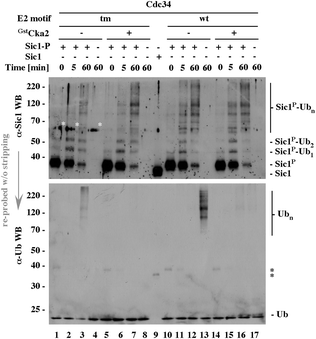 Supplement to Figure 6A