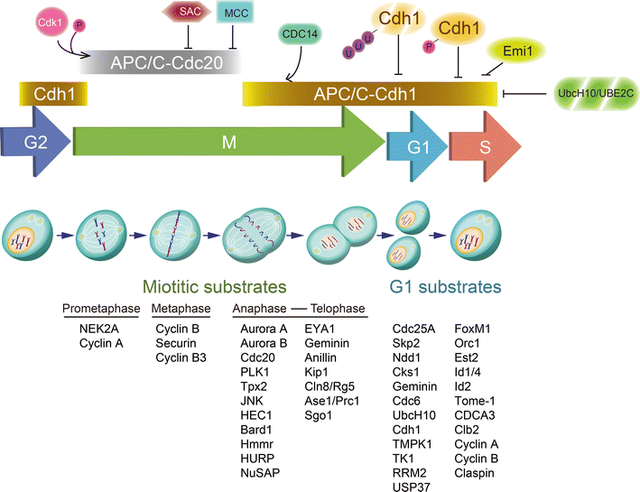 Fig. 4