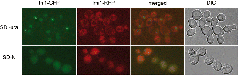 Fig. 7