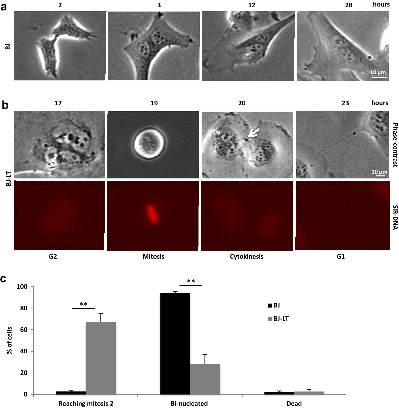 Fig. 6