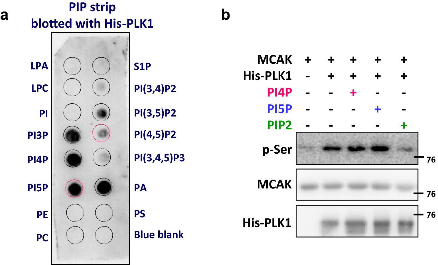 Fig. 5