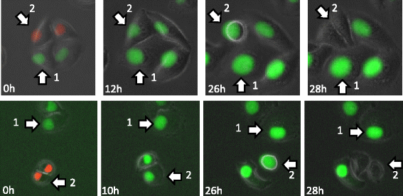 Fig. 6