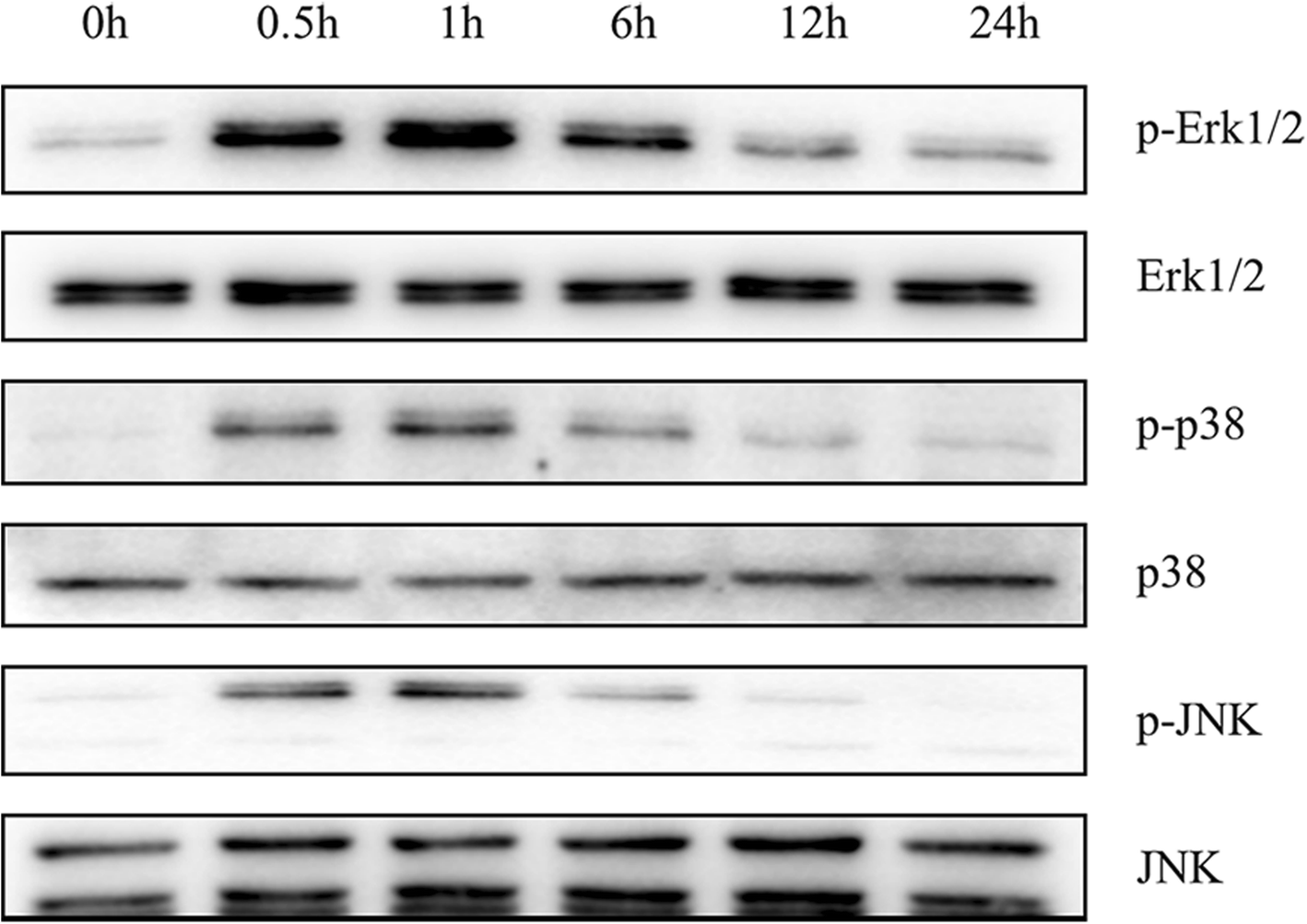 Fig. 5