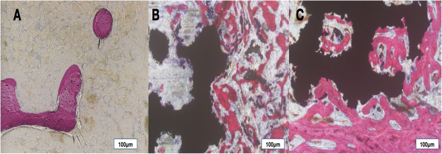 Fig. 10