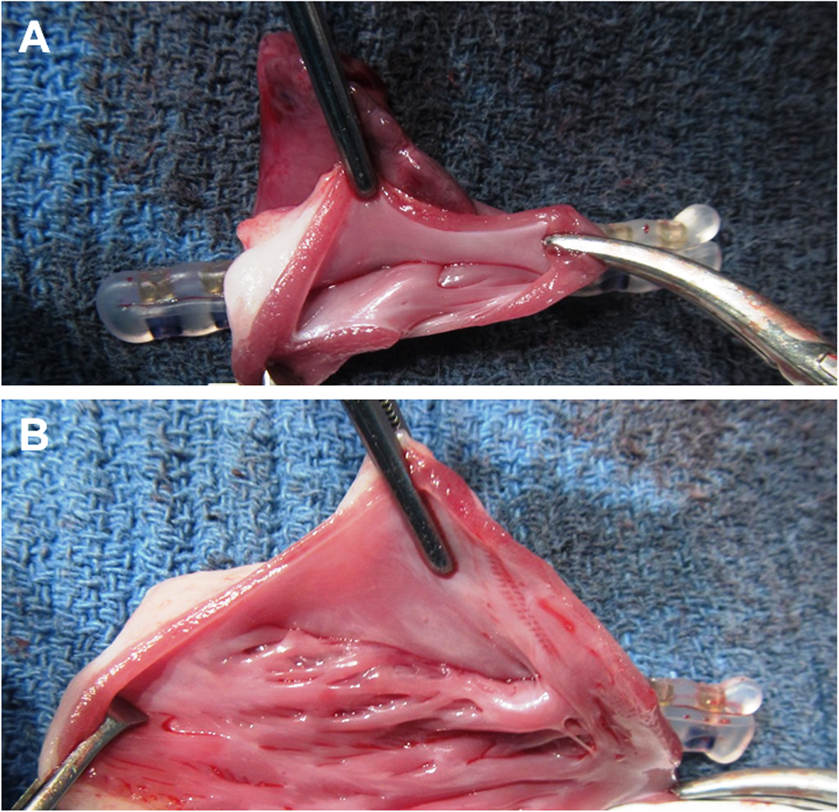 Fig. 6