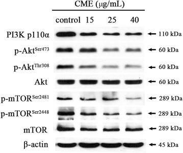 Fig. 6