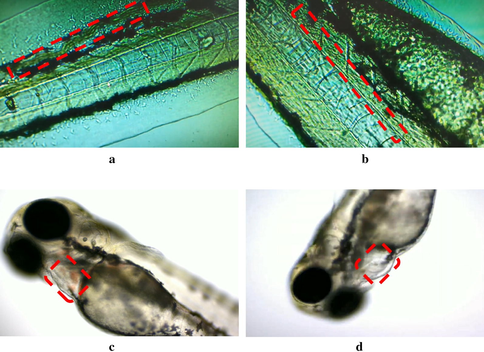 Fig. 1