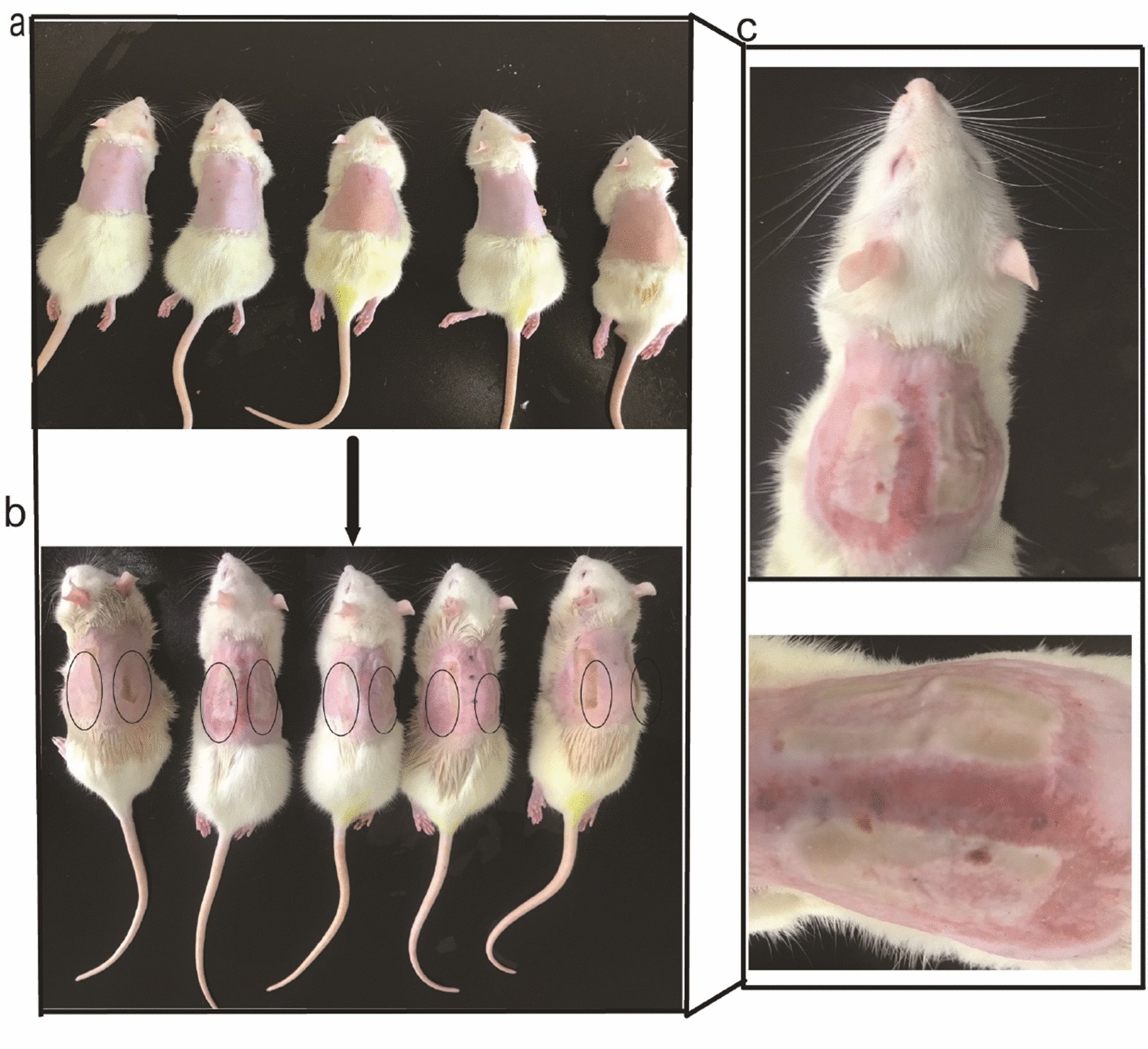 Fig. 3