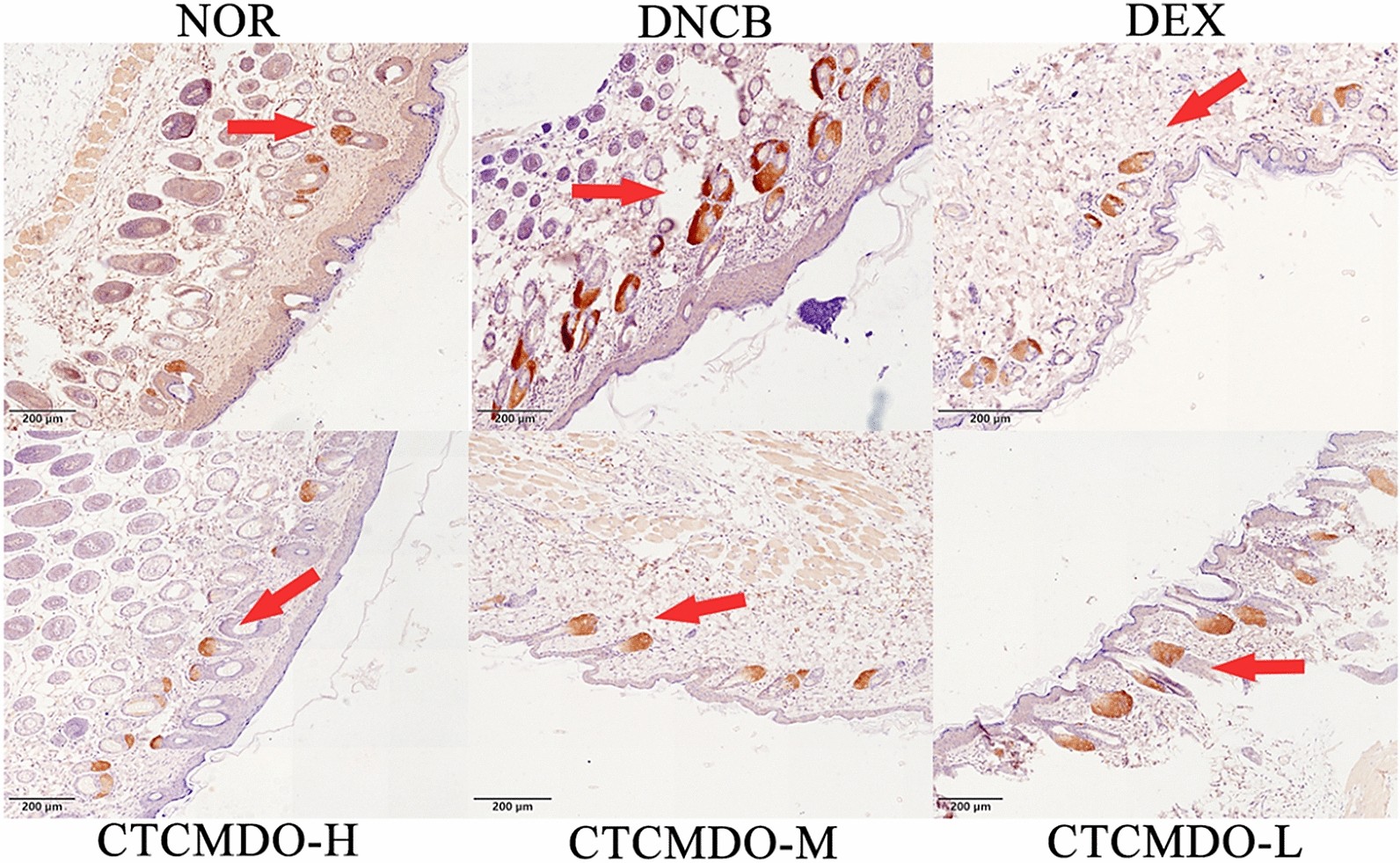 Fig. 8