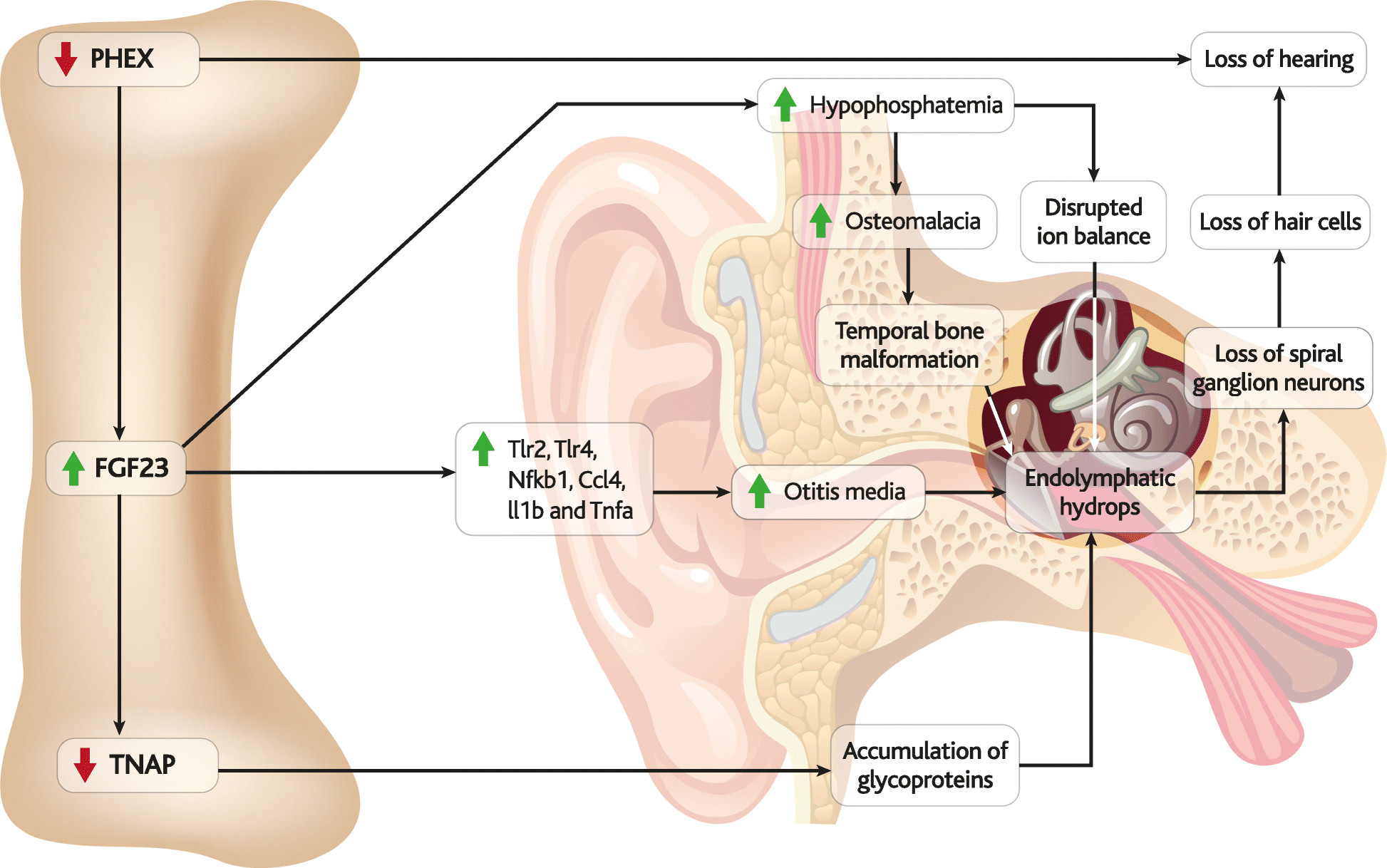 Fig. 9