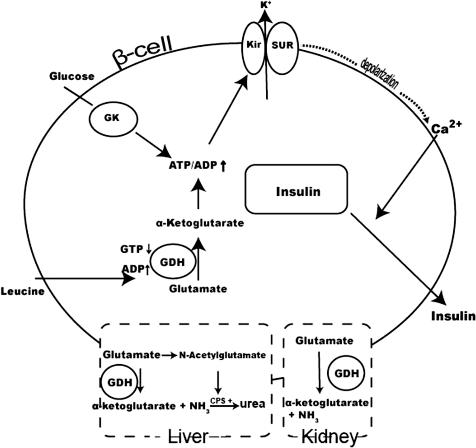 Fig. 2