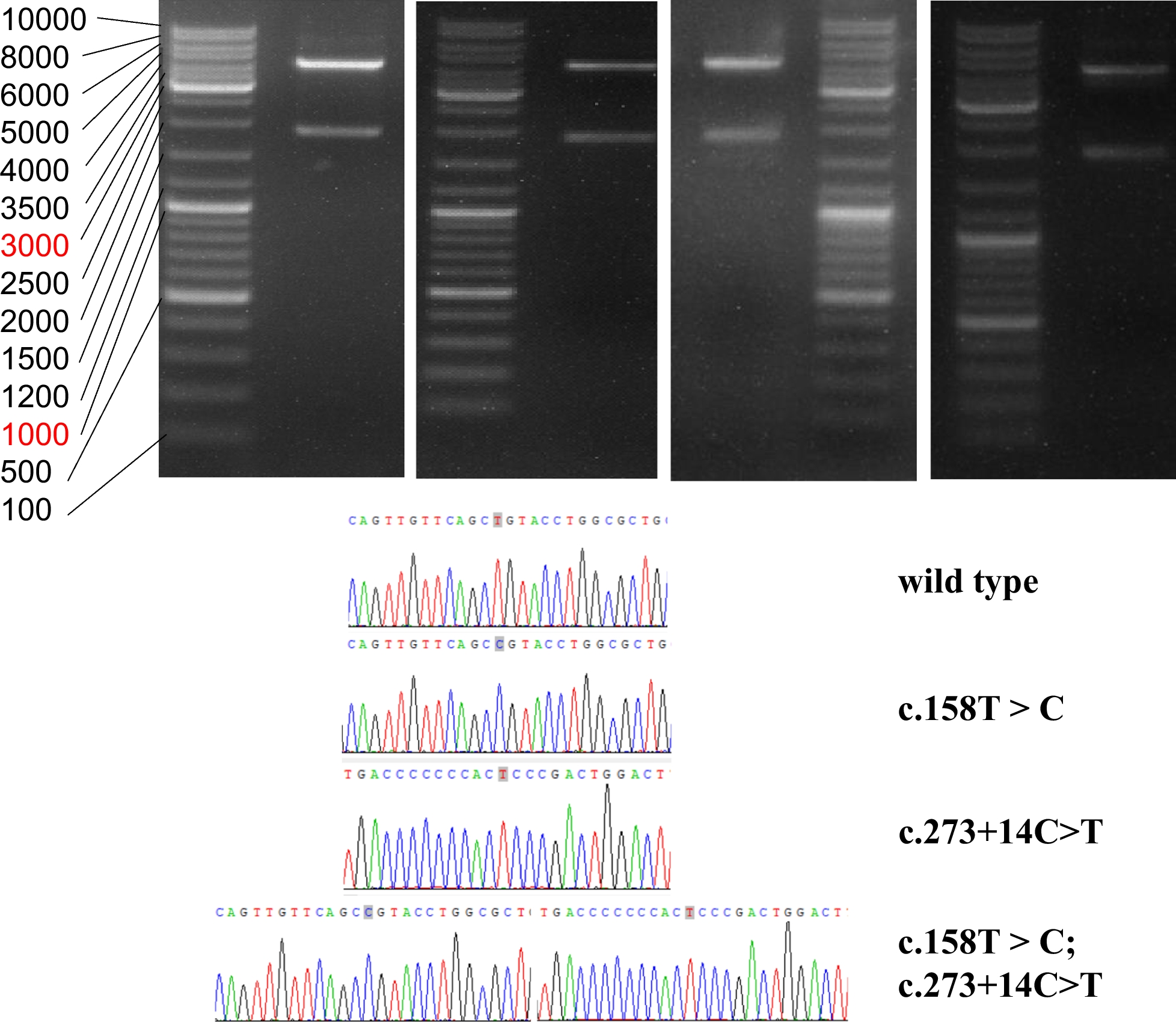 Fig. 6