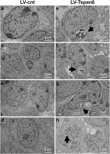 Fig. 10