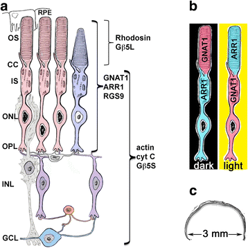 Fig. 1