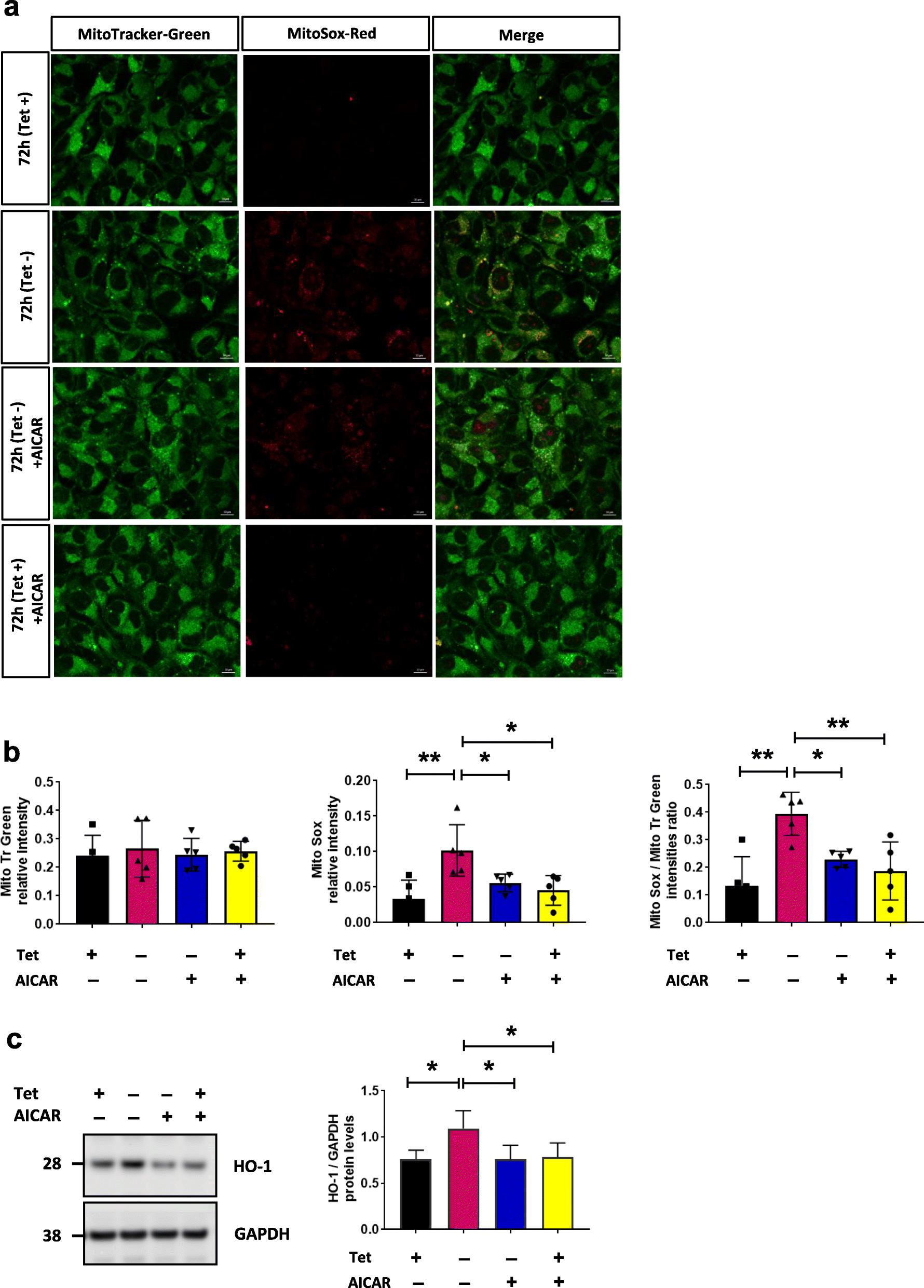 Alpha-synuclein-induced mitochondrial dysfunction is mediated via a 3-dependent pathway | Molecular Neurodegeneration | Full Text