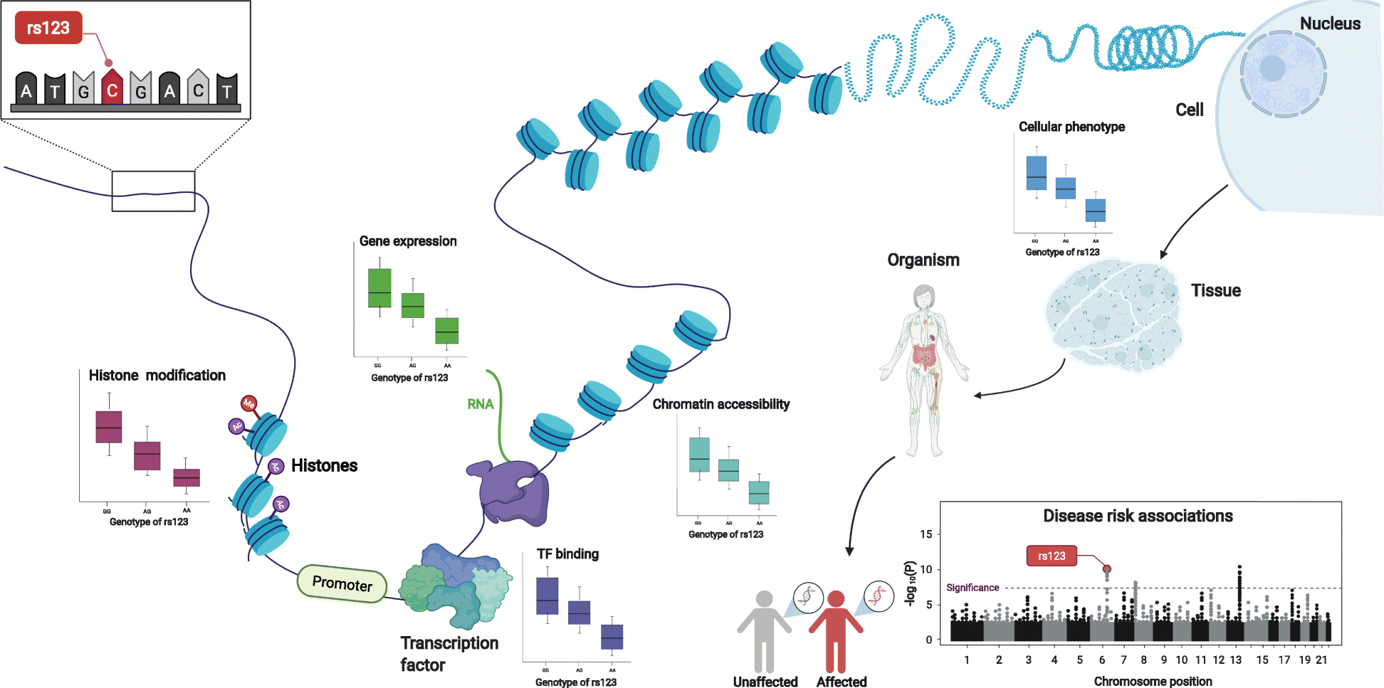 Fig. 1