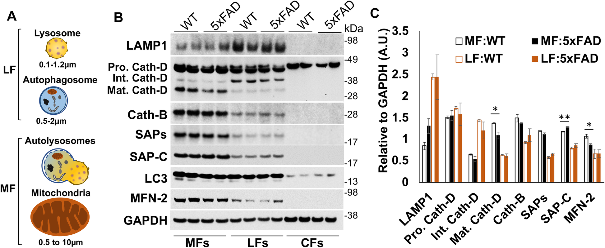 Fig. 8