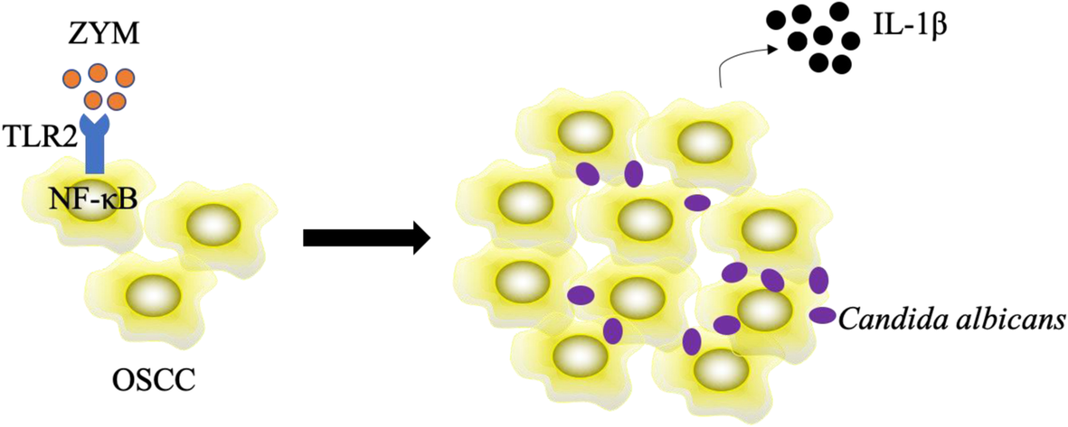 Fig. 6