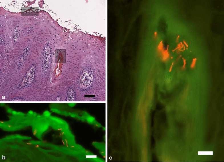 Fig. 2