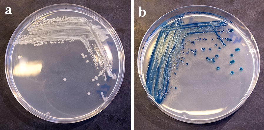 Fig. 2