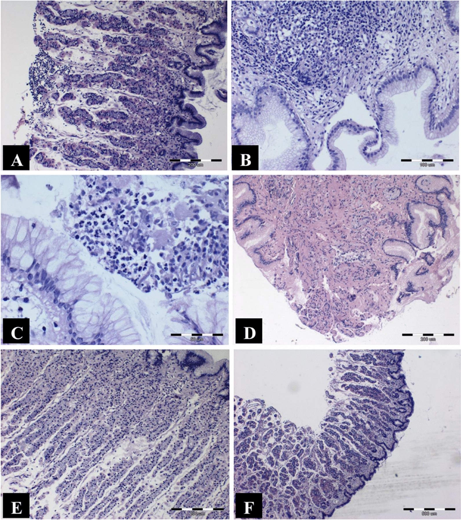 Fig. 2