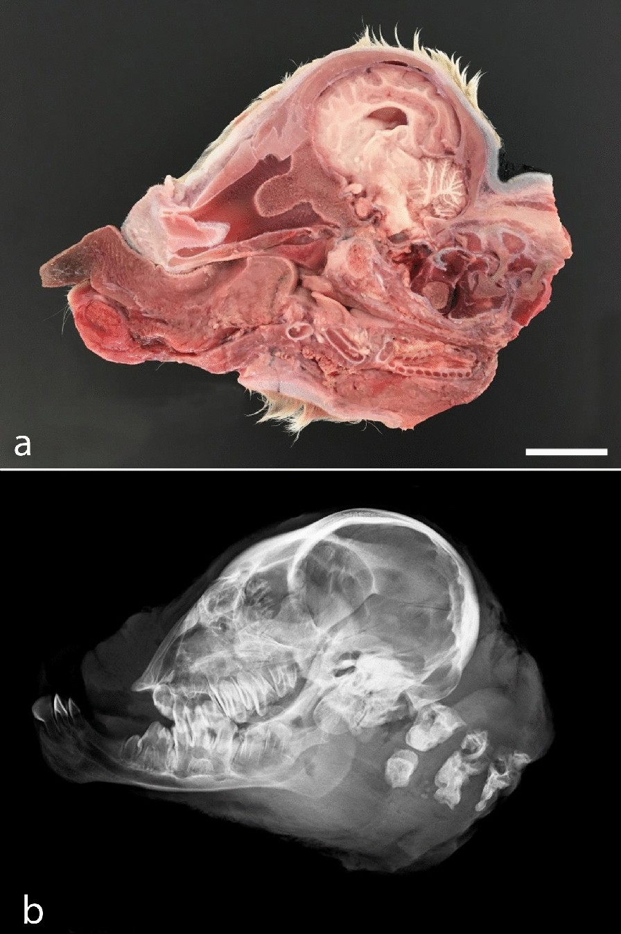 Fig. 3