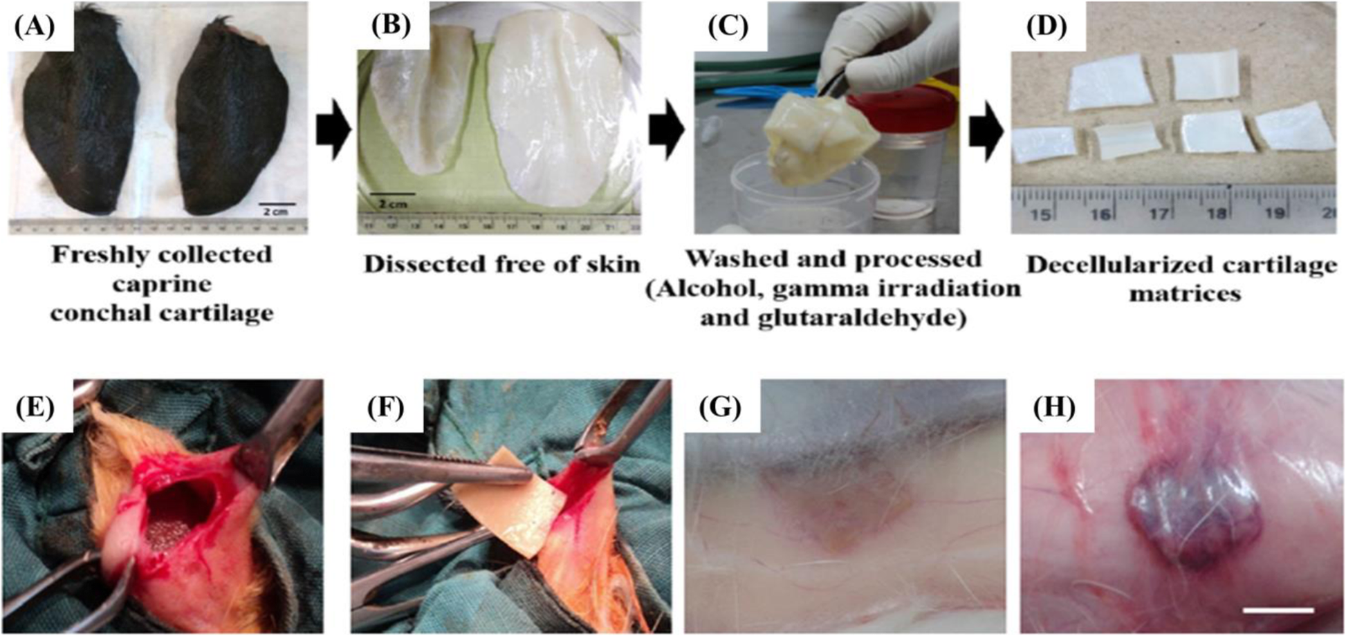 Fig. 13