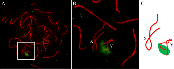 Fig. 1