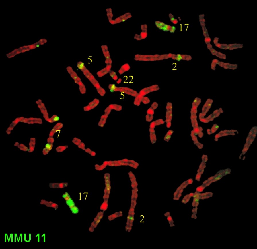 Fig. 7