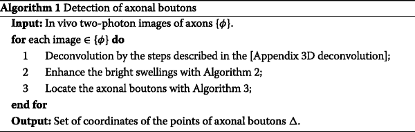 Synaptic boutons - definition