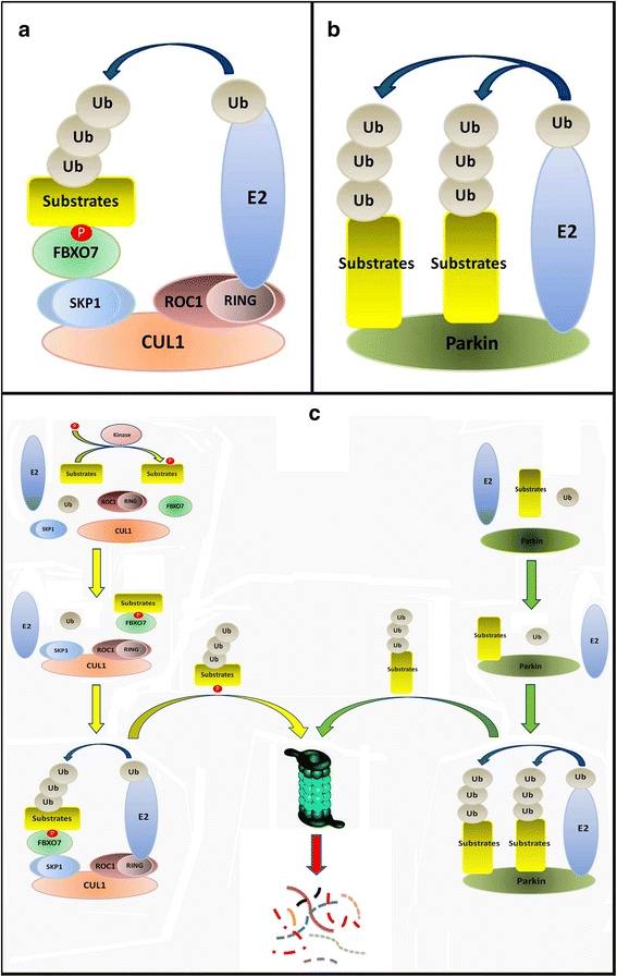 Fig. 2