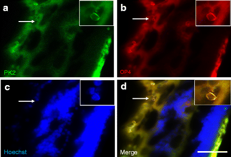 Fig. 7