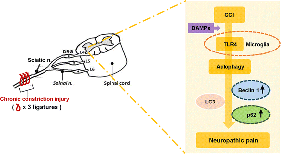 Fig. 10