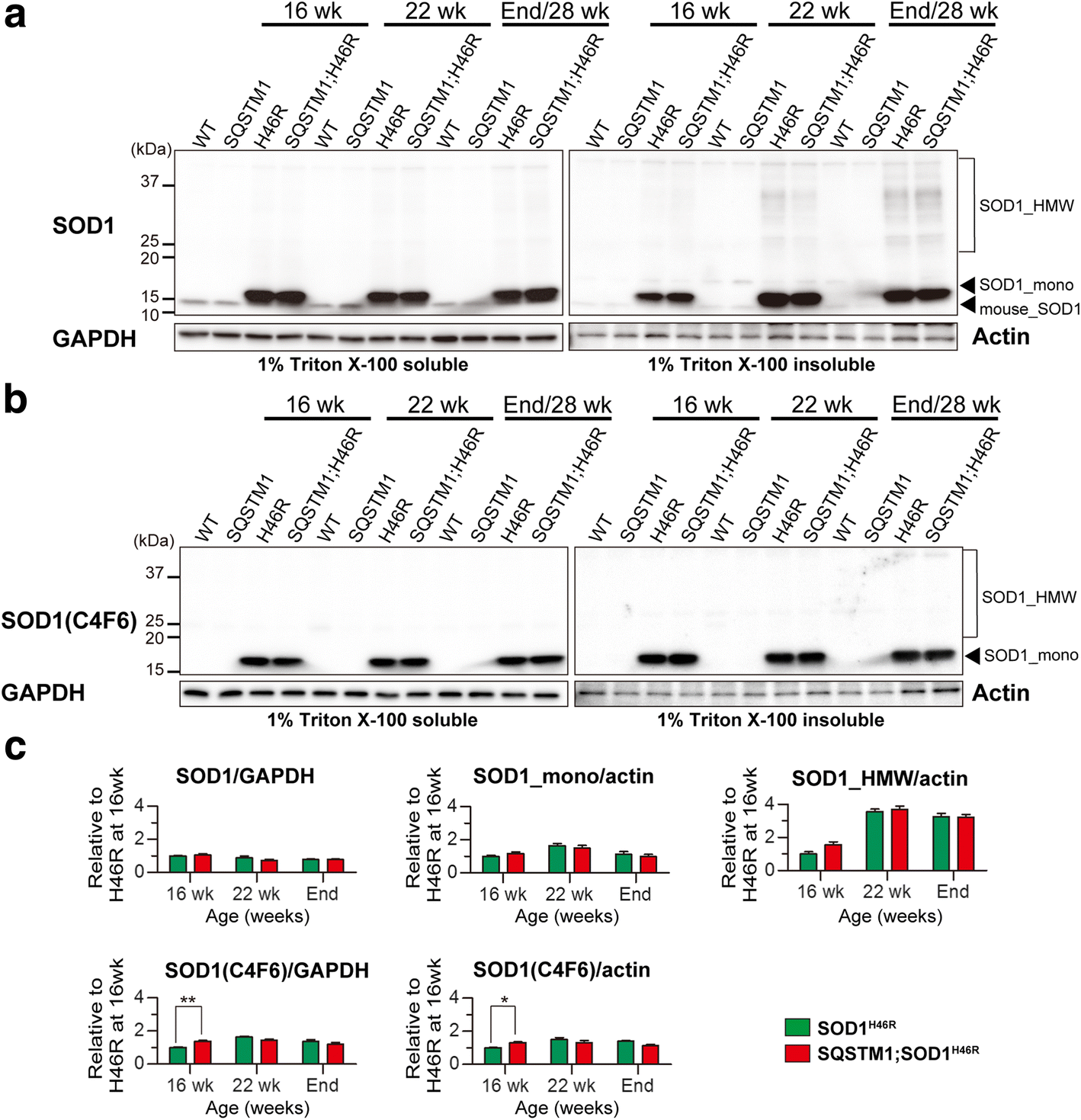 Systemic overexpression of accelerates disease in a SOD1H46R-expressing ALS mouse model Molecular Brain | Full Text