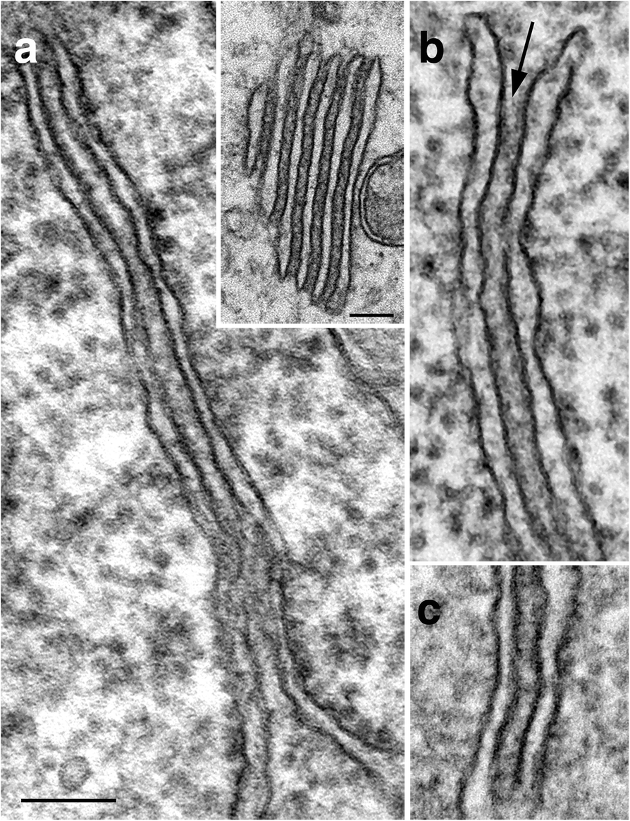 Fig. 8